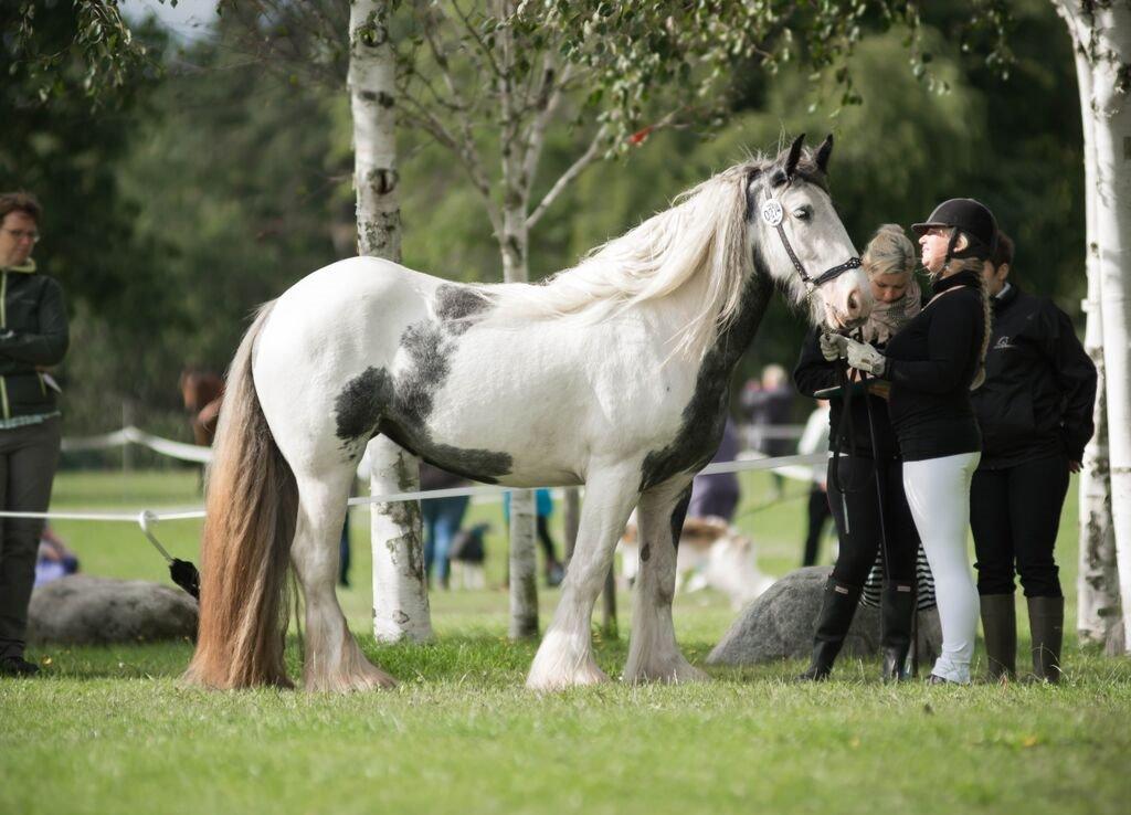 Irish Cob Alana's Ayoe - Store hestedag 2015 billede 5