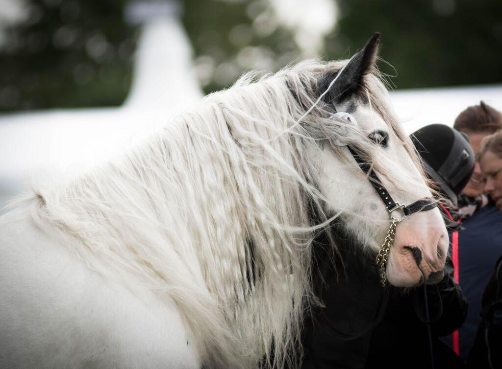 Irish Cob Alana's Ayoe - store hestedag 2015 billede 4