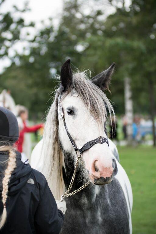 Irish Cob Alana's Ayoe - Stre hestedag 2015 billede 3