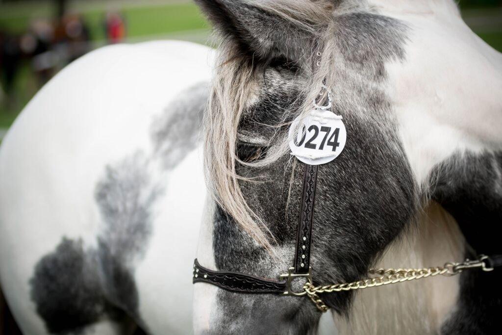 Irish Cob Alana's Ayoe - Store hestedag 2015 billede 2