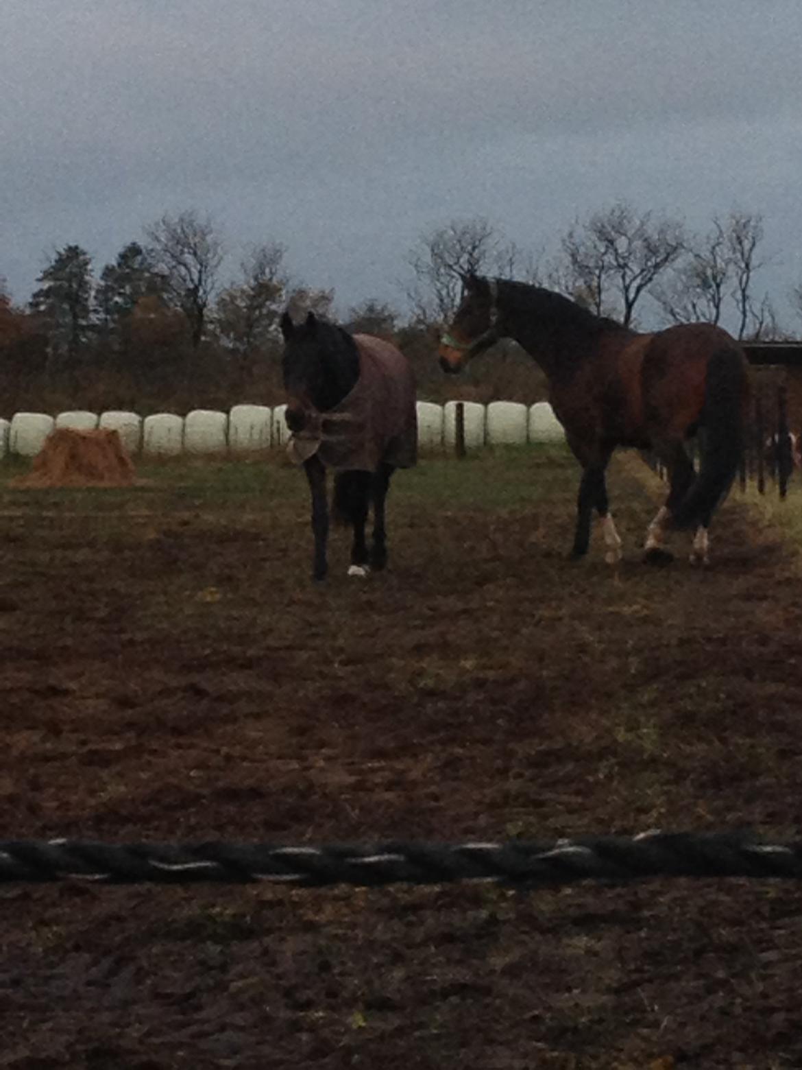 Dansk Varmblod Osiris<3 billede 2