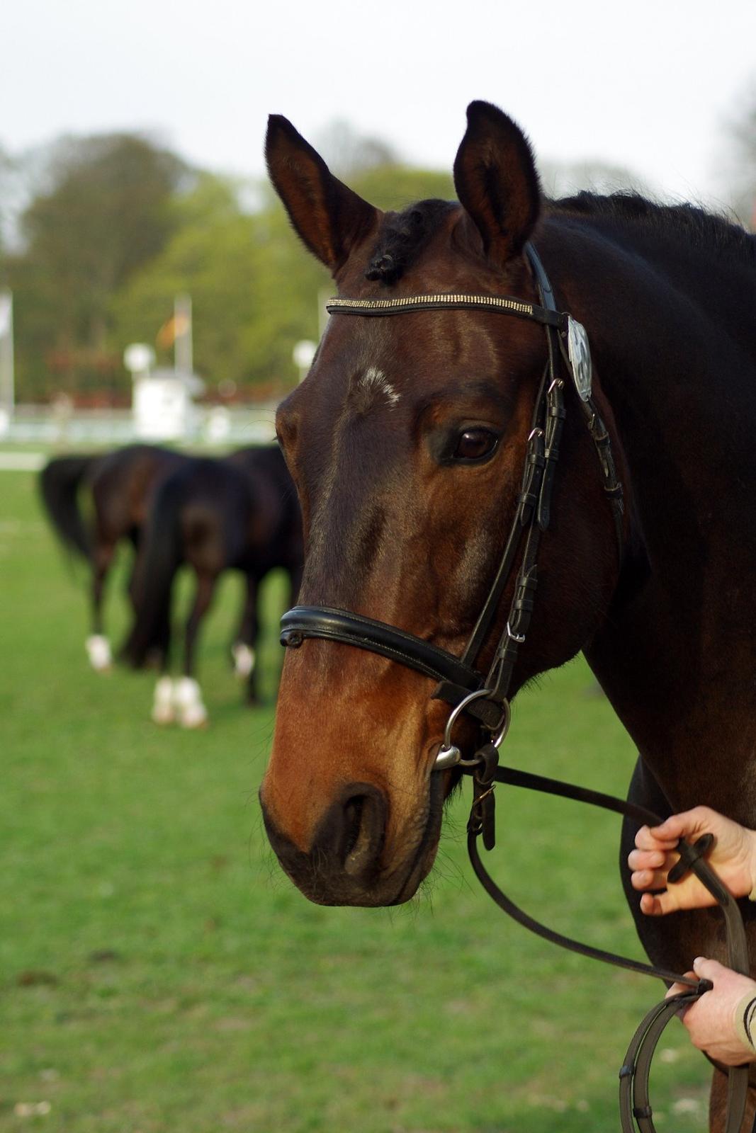 Oldenborg Uno Mølgaard billede 18