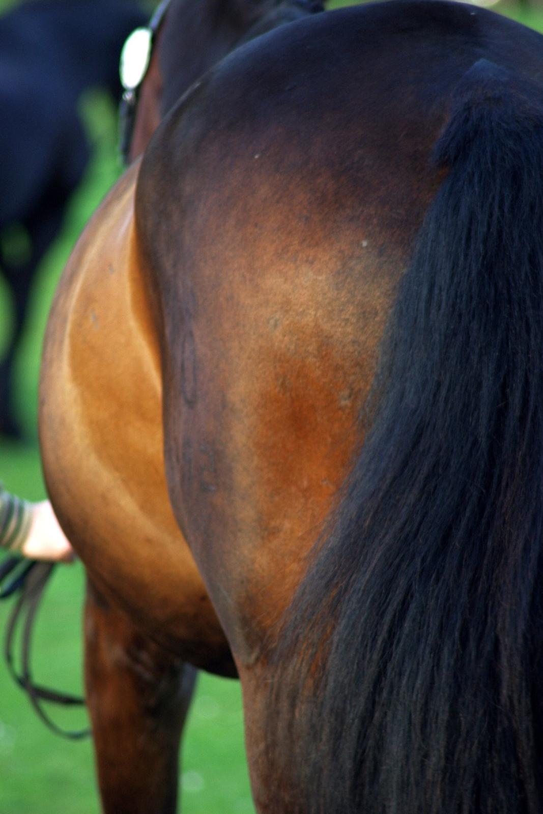 Oldenborg Uno Mølgaard billede 20