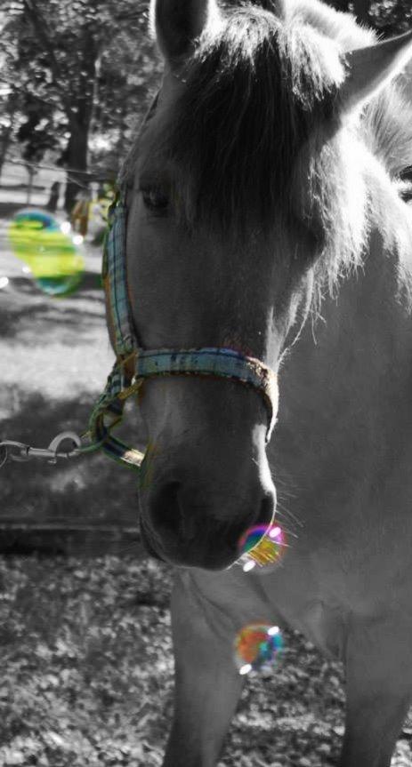 Anden særlig race Nuggi - Den dejlige i smukke farver billede 34