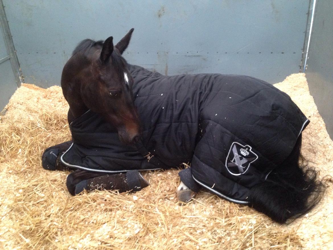 Dansk Varmblod Drisdals Co-Co Chanel RDH billede 11