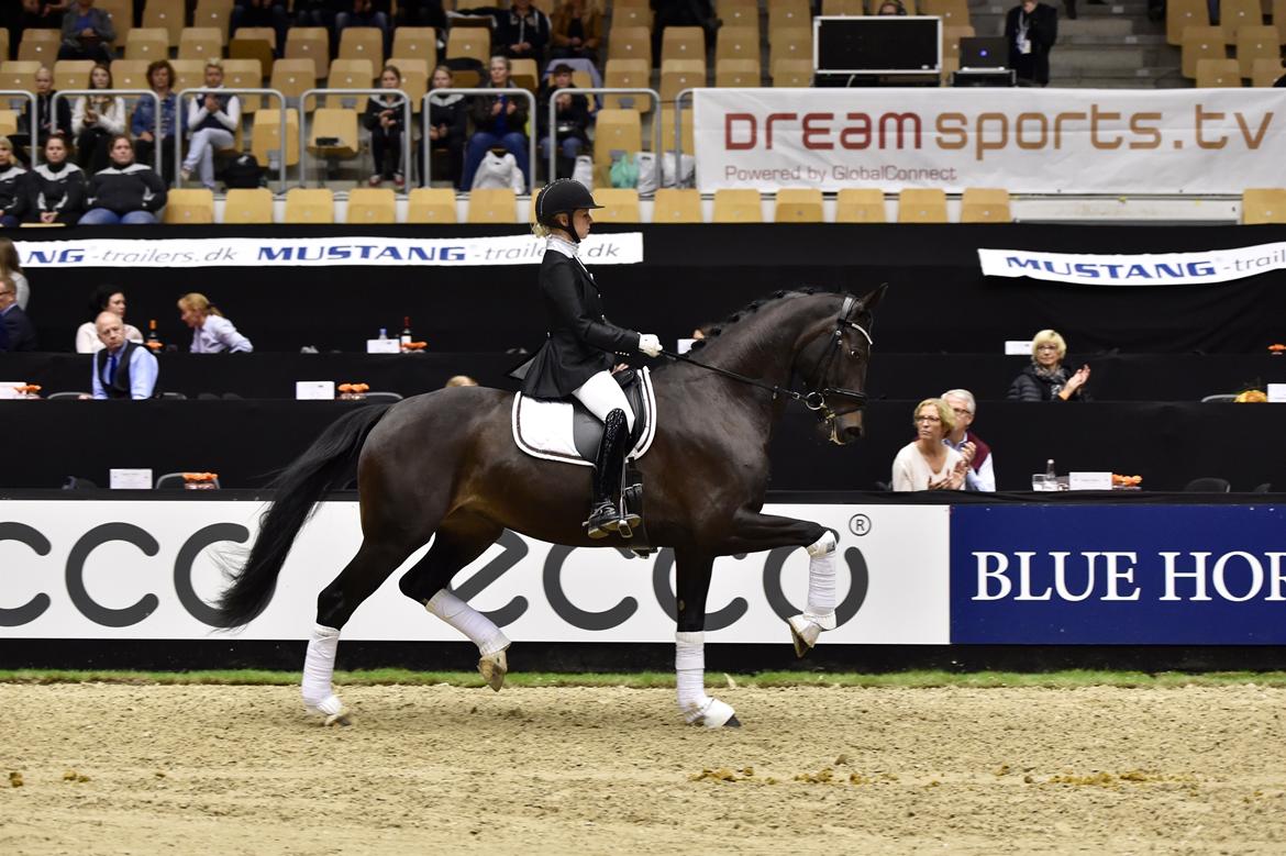 Dansk Varmblod Drisdals Co-Co Chanel RDH billede 16