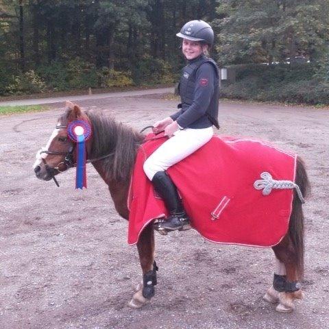 Welsh Mountain (sec A) Stendyssens Suprise Susapi billede 17