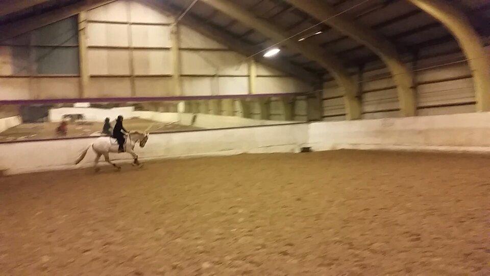 Palomino Scheels Golddigger - spring 3. gang med rytter :) billede 12