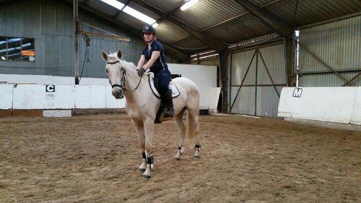 Palomino Scheels Golddigger - første gang jeg var elt oppe på ham billede 13