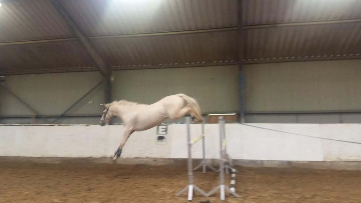 Palomino Scheels Golddigger billede 6