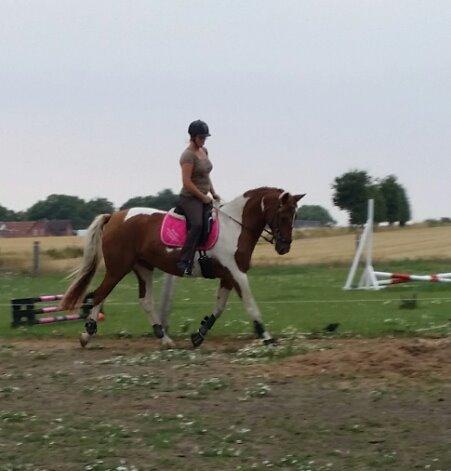 Pinto Moonlight billede 14