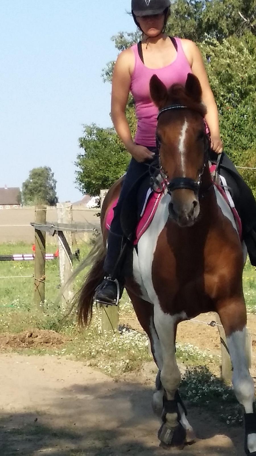 Pinto Moonlight billede 1