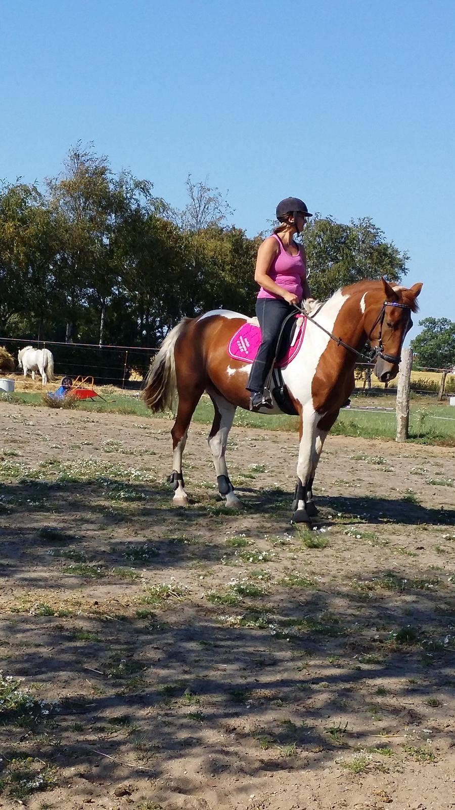 Pinto Moonlight billede 16