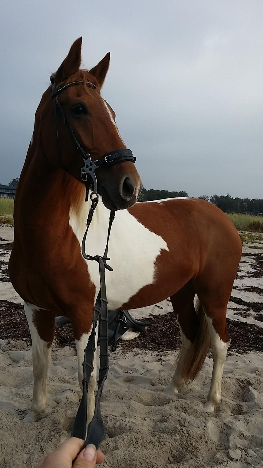 Pinto Moonlight billede 19
