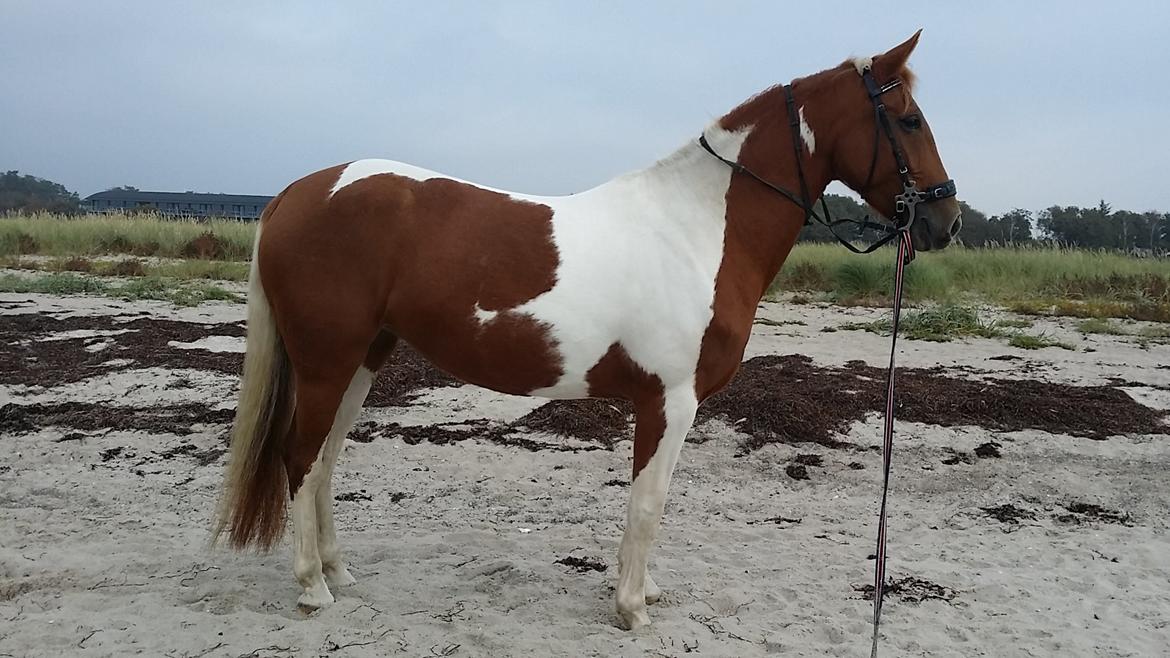 Pinto Moonlight billede 20