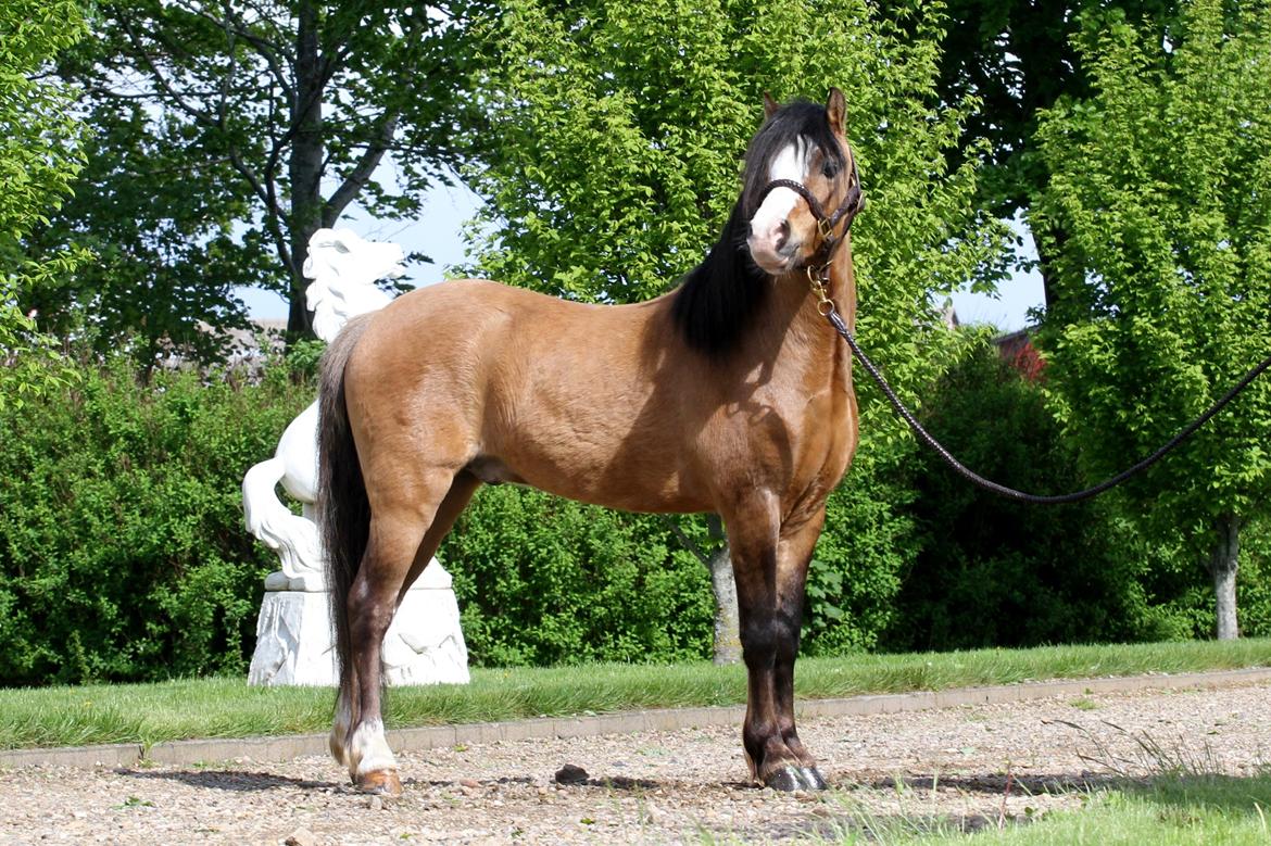 Welsh Mountain (sec A) Møllegydens pontiac - Maj 2014 billede 21