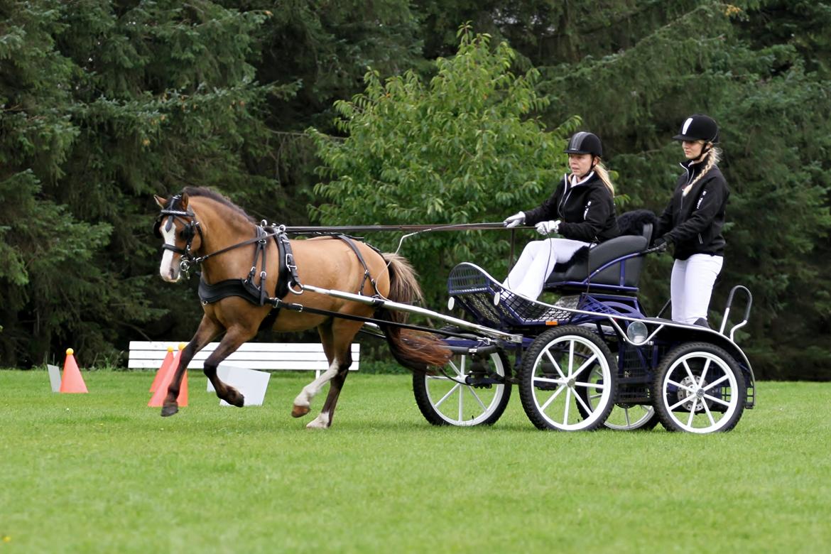Welsh Mountain (sec A) Møllegydens pontiac - TopCup-finale, som vi vandt for C-kuske 2014 billede 27
