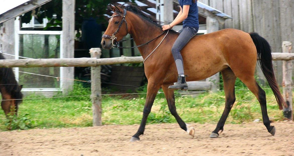 Anden særlig race Helena billede 20