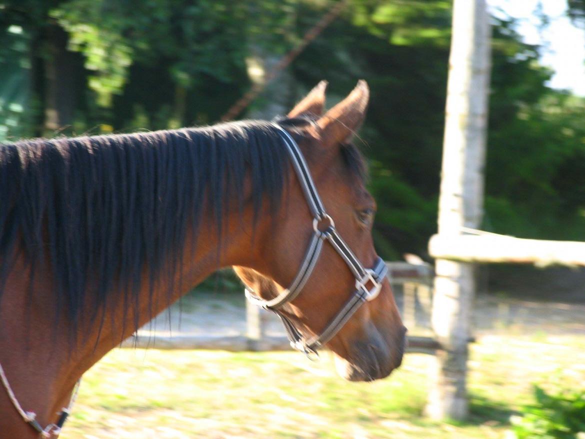 Anden særlig race Helena billede 21