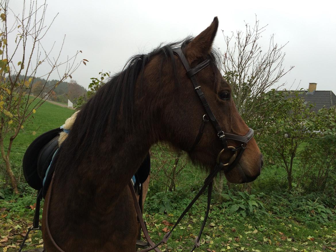 Anden særlig race Helena billede 22