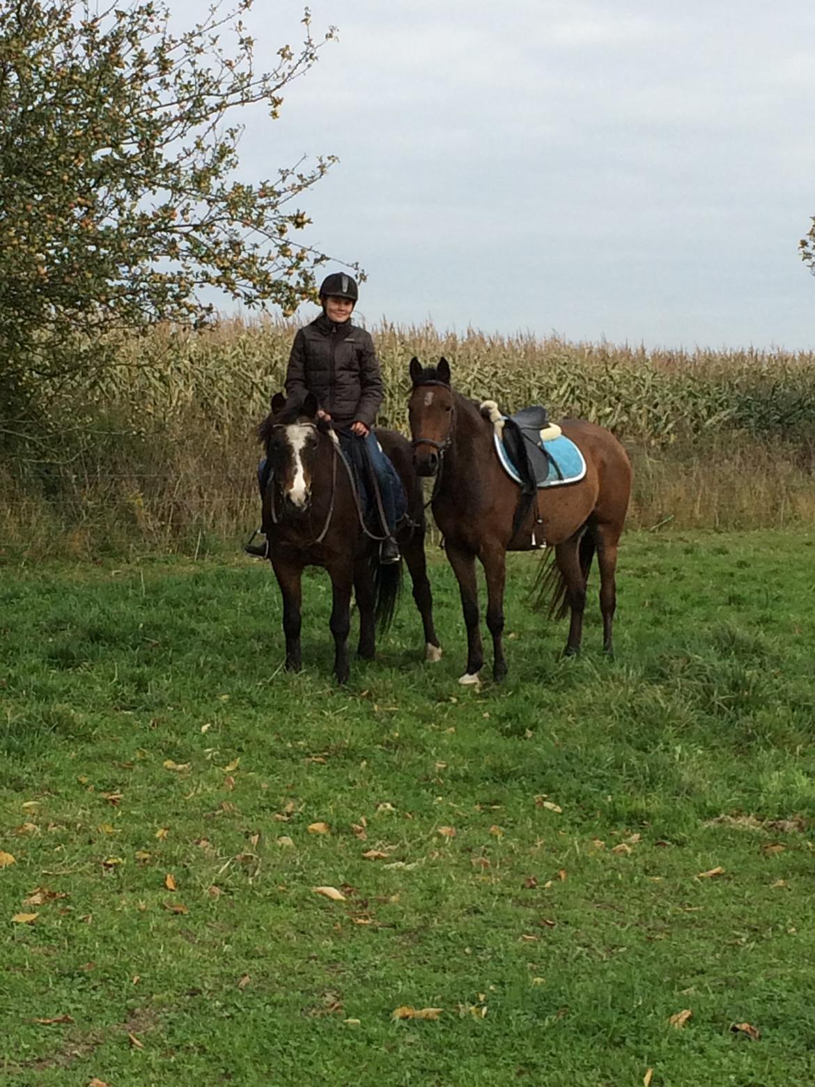 Anden særlig race Helena billede 24