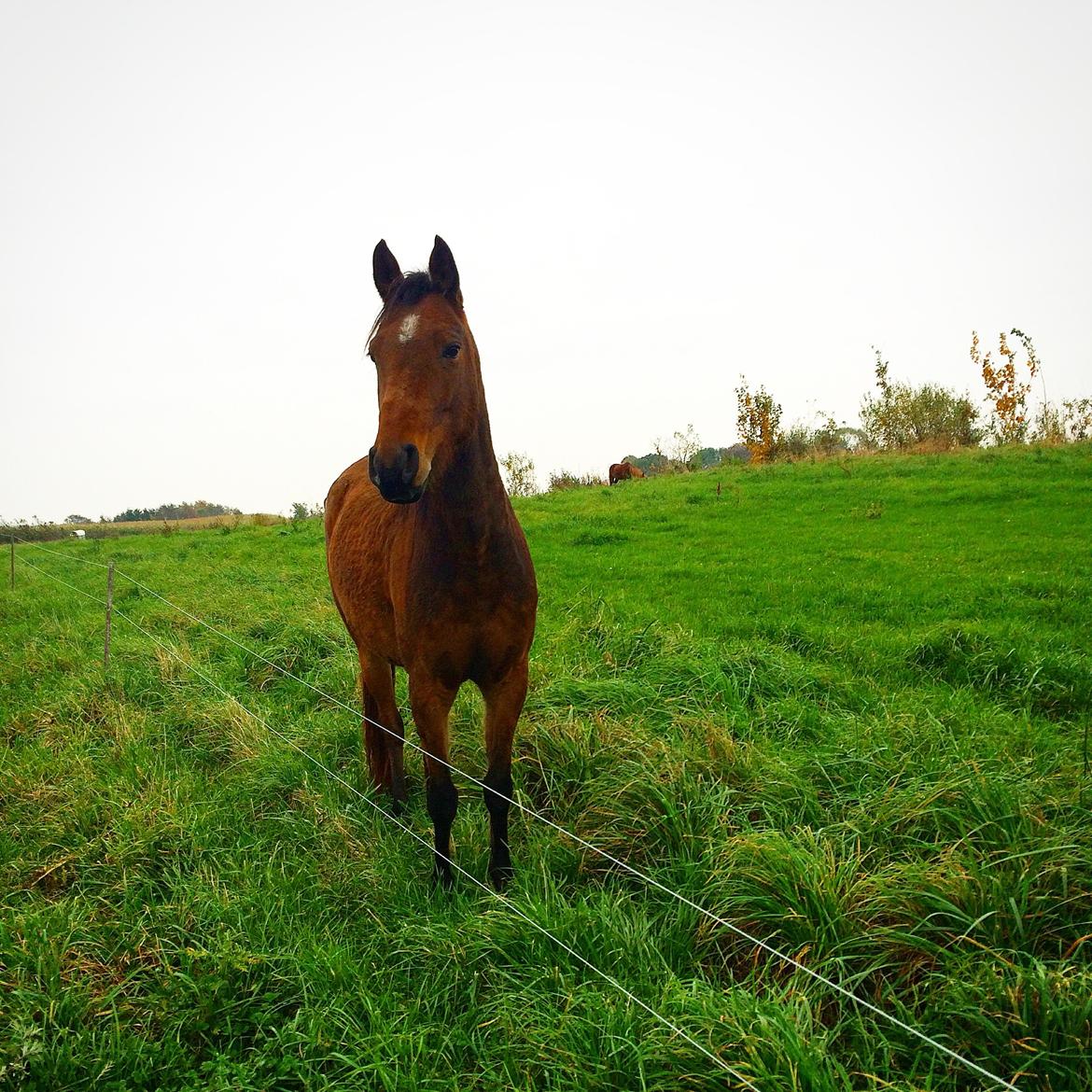 Anden særlig race Helena billede 25