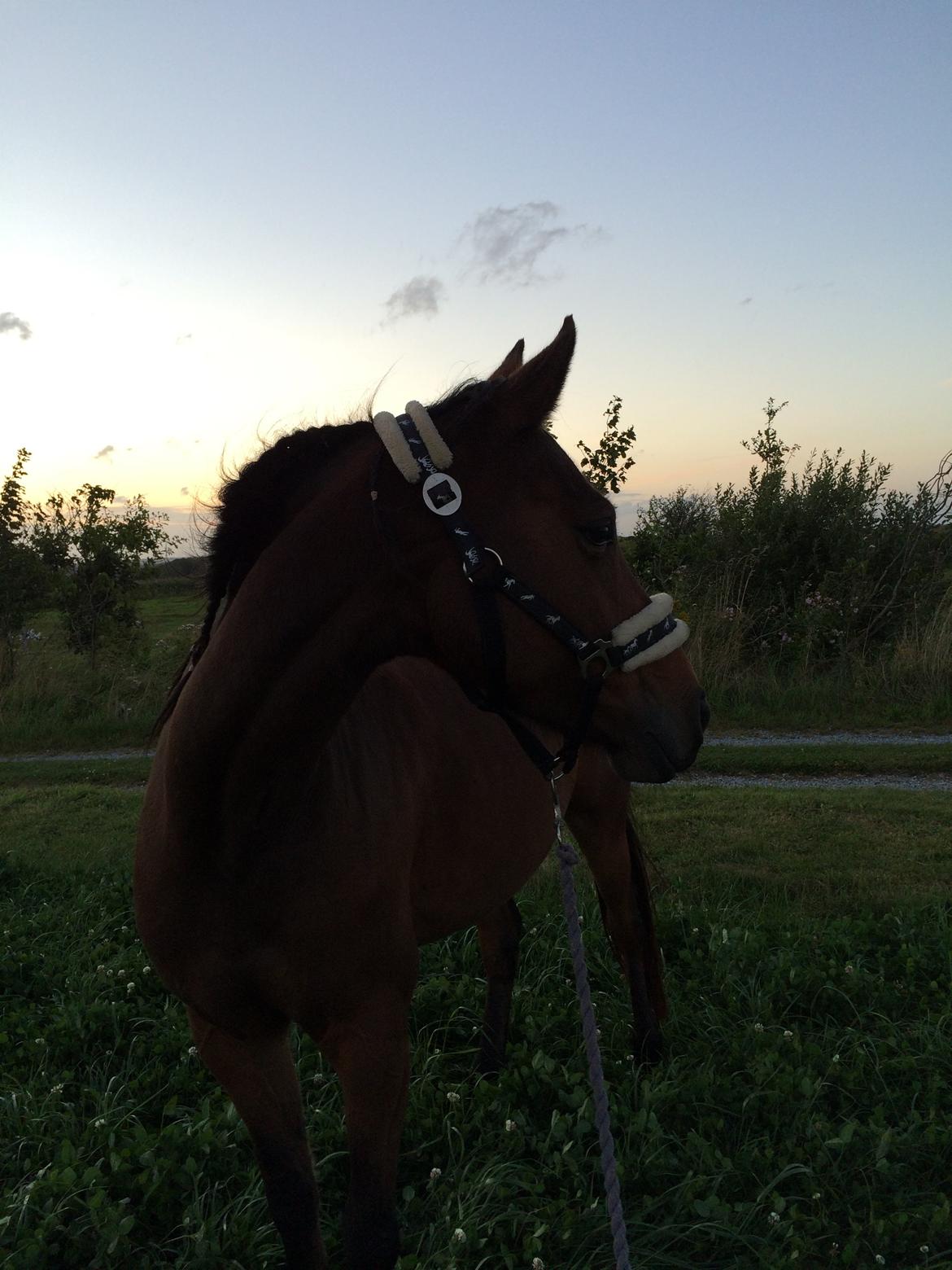 Anden særlig race Helena billede 26