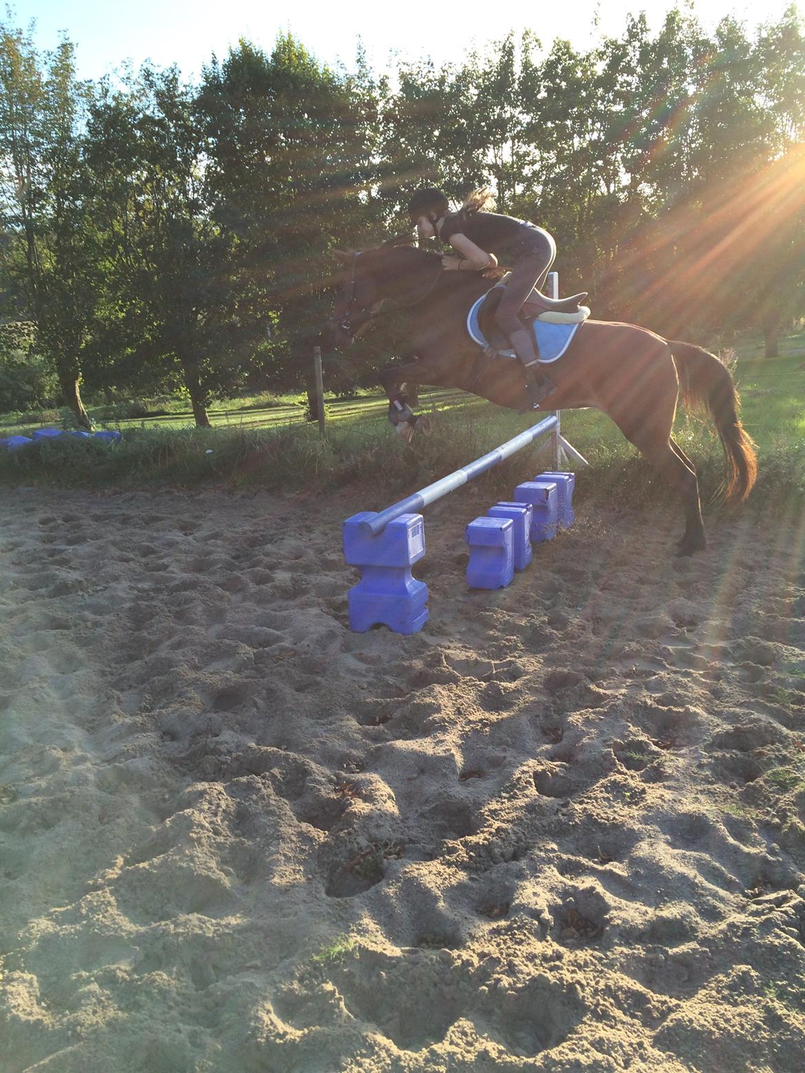 Anden særlig race Helena billede 27