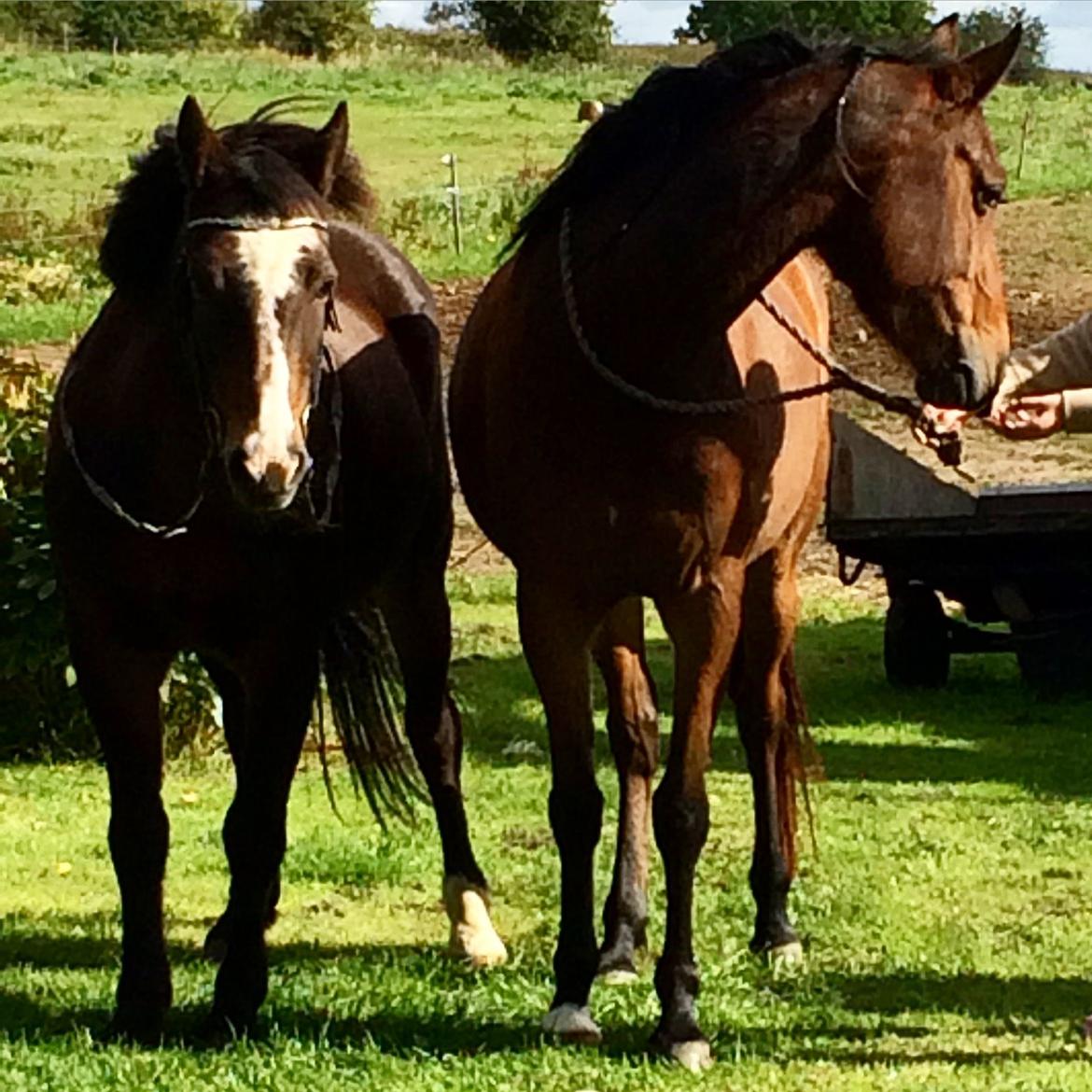 Anden særlig race Helena billede 28