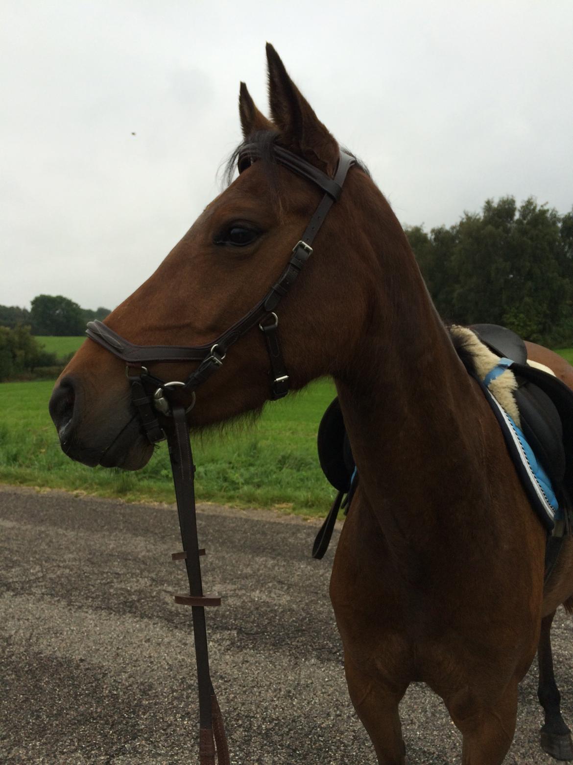 Anden særlig race Helena billede 29