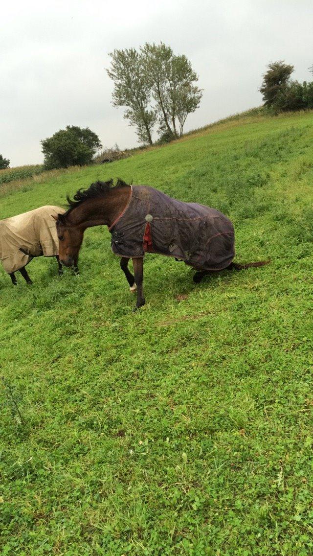 Anden særlig race Helena billede 30