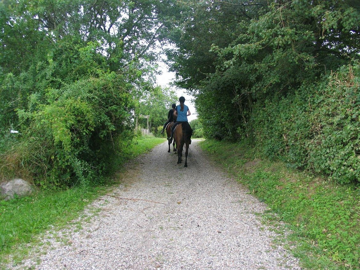 Anden særlig race Helena billede 31