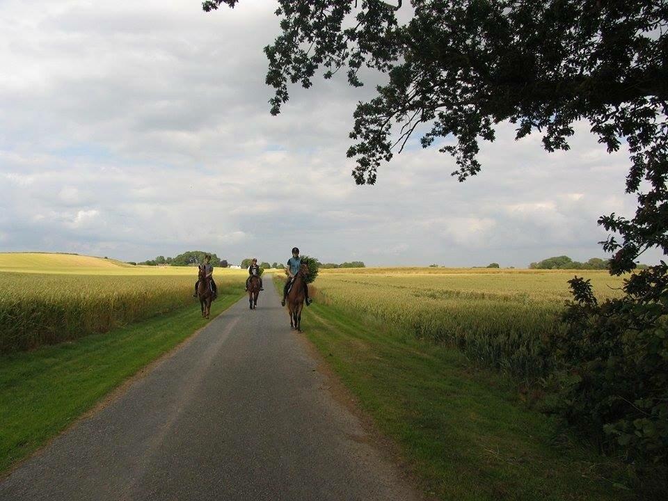 Anden særlig race Helena billede 33
