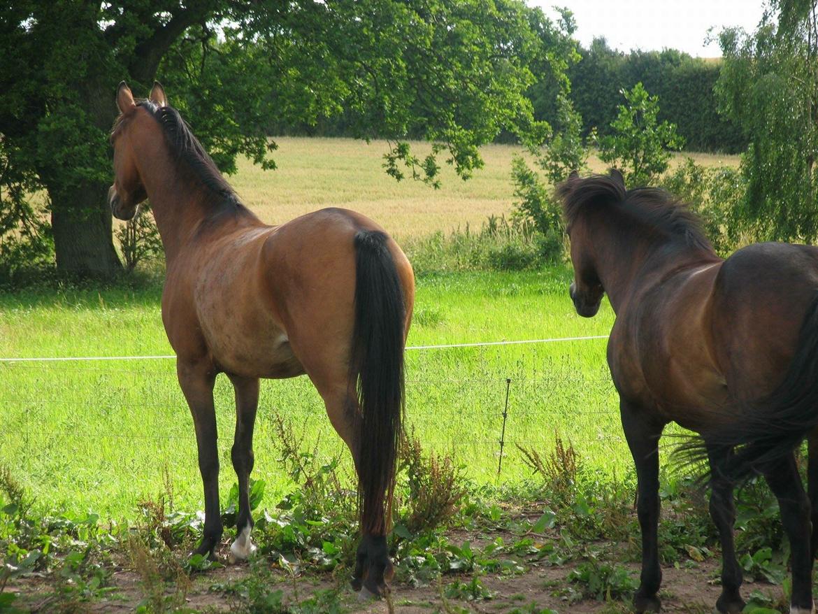 Anden særlig race Helena billede 34