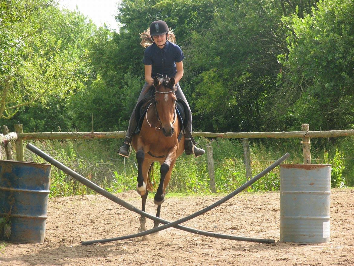 Anden særlig race Helena billede 36