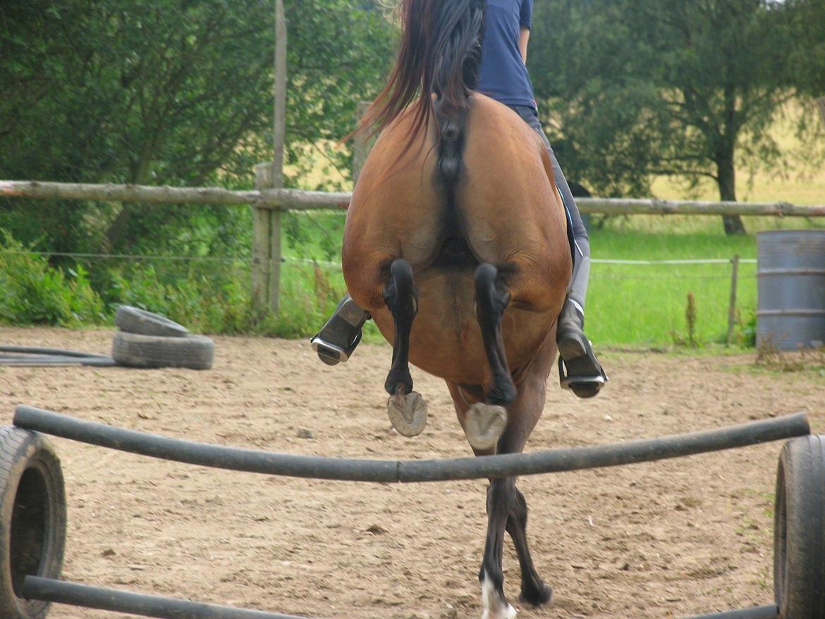 Anden særlig race Helena billede 37
