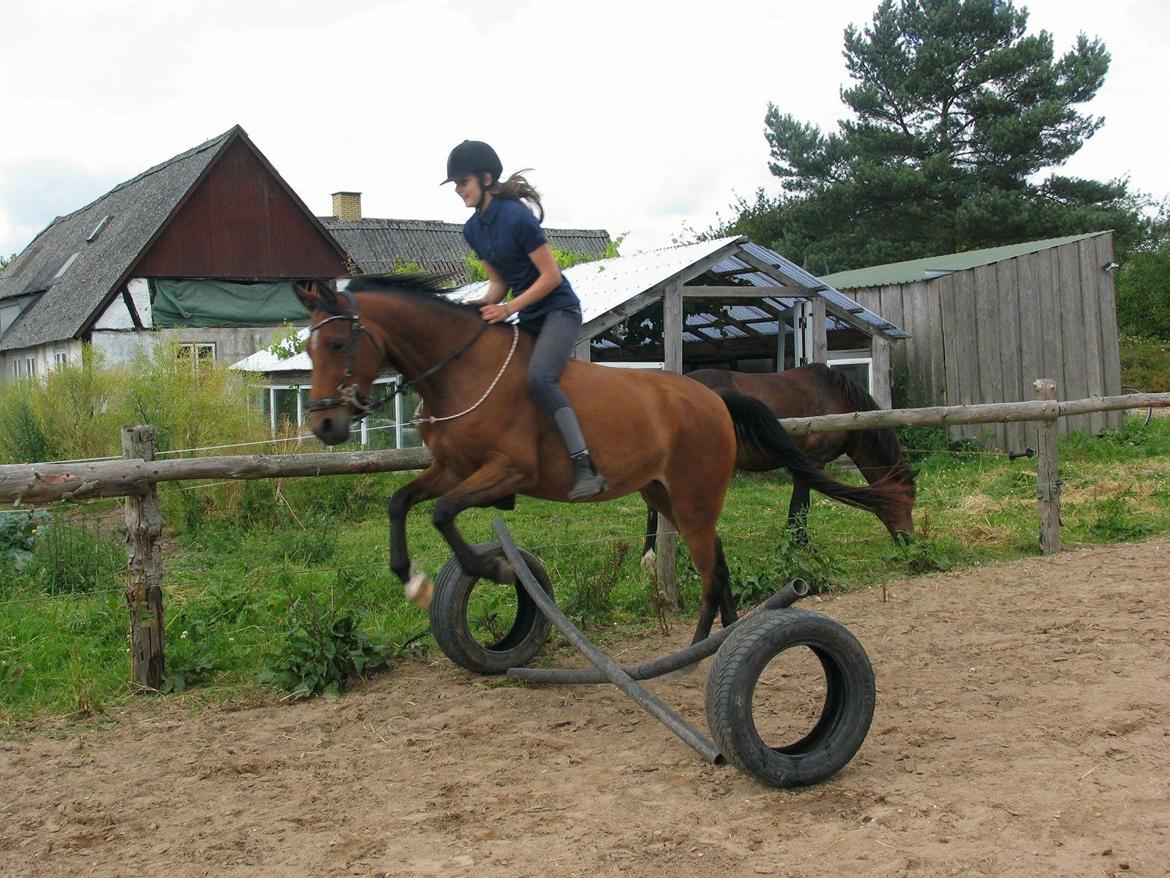 Anden særlig race Helena billede 38