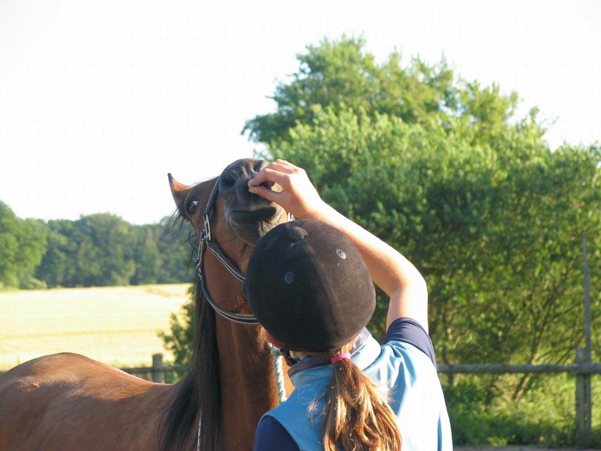 Anden særlig race Helena billede 32