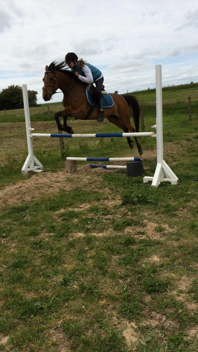 Anden særlig race Helena billede 40