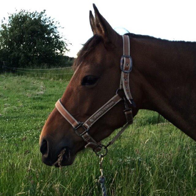 Anden særlig race Helena billede 42