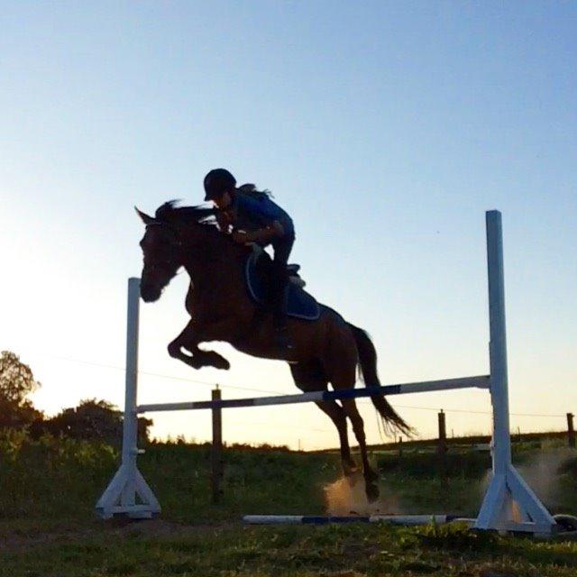 Anden særlig race Helena billede 43