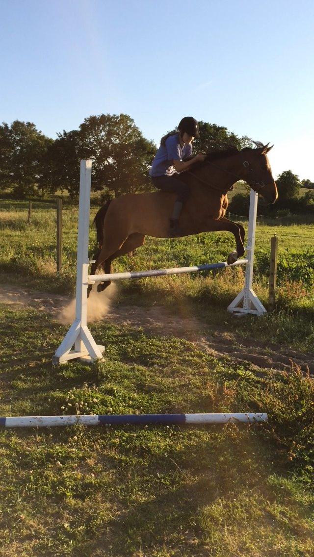 Anden særlig race Helena billede 46