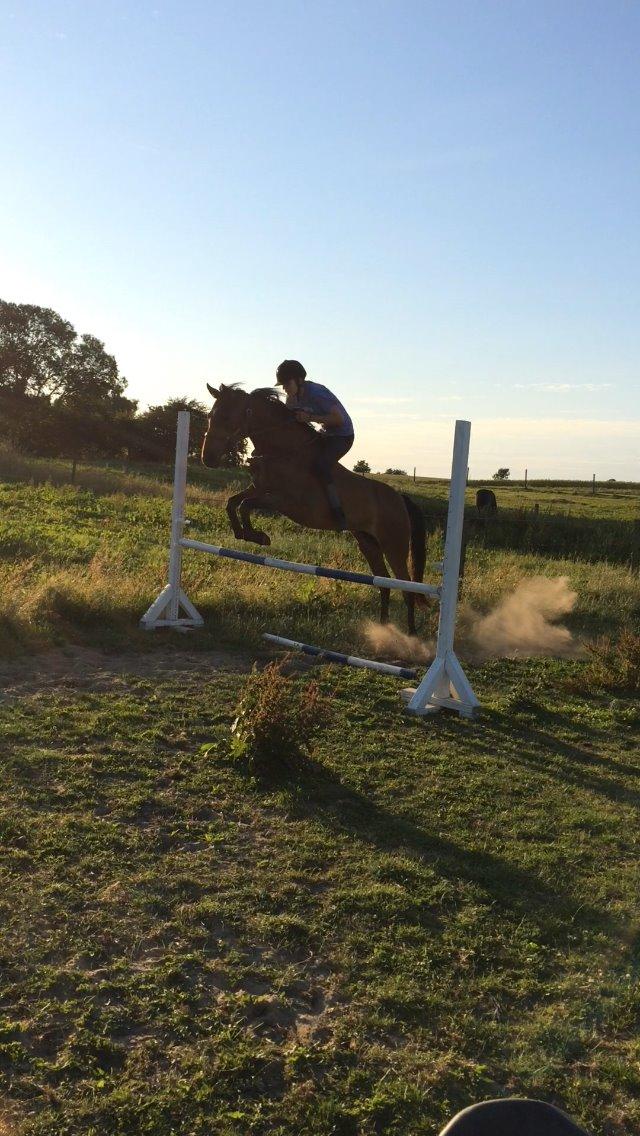 Anden særlig race Helena billede 47