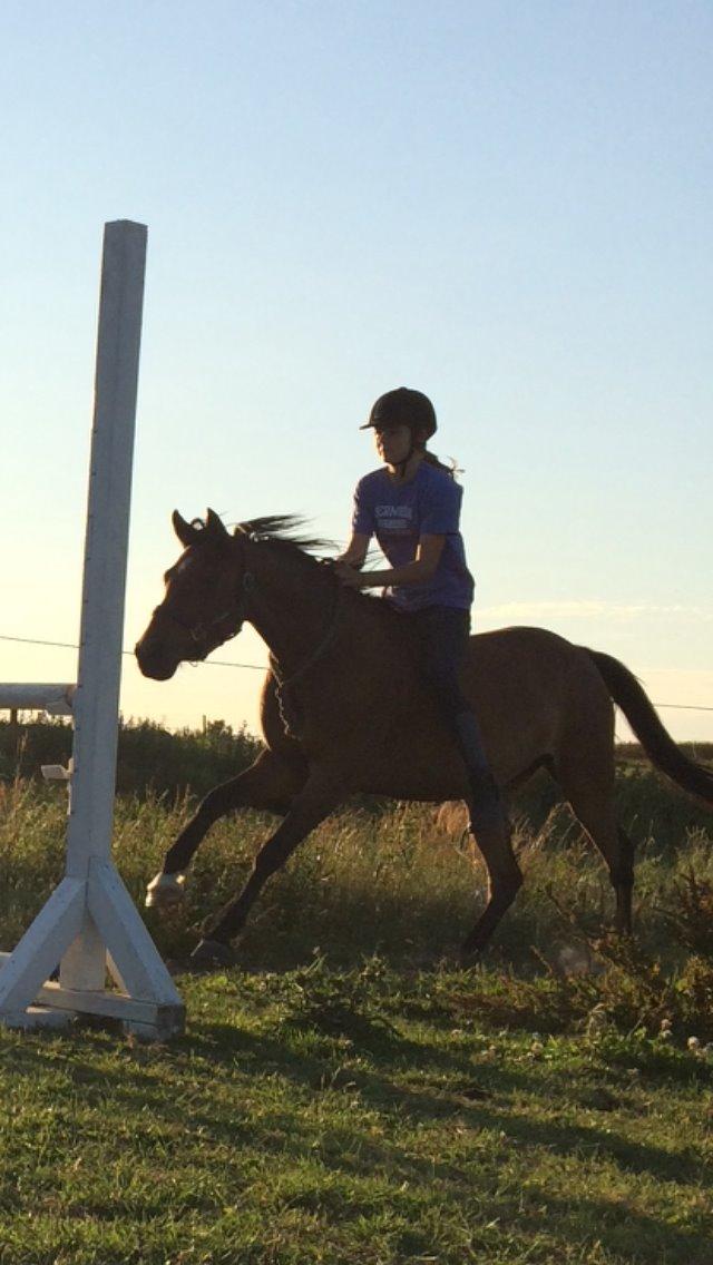 Anden særlig race Helena billede 48