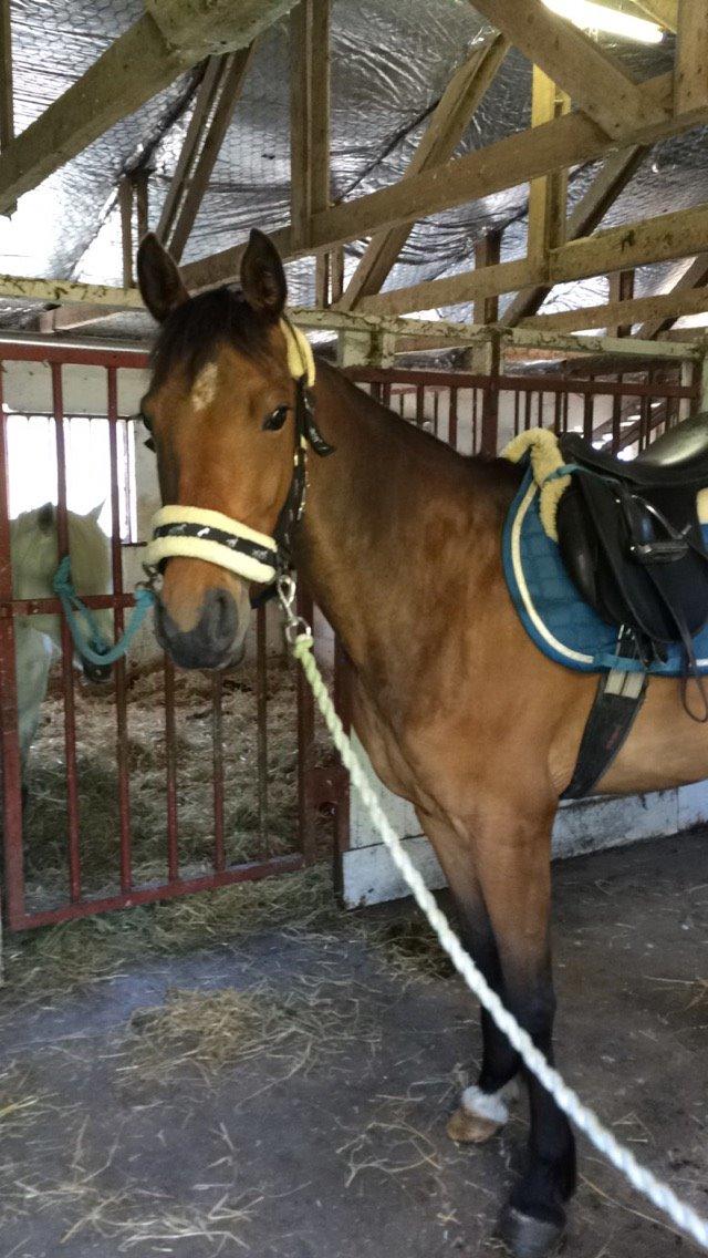 Anden særlig race Helena billede 41