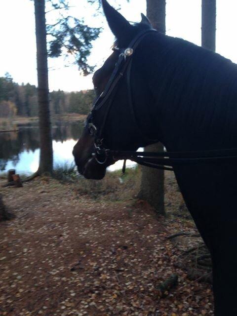 Traver Alica Gold  billede 30