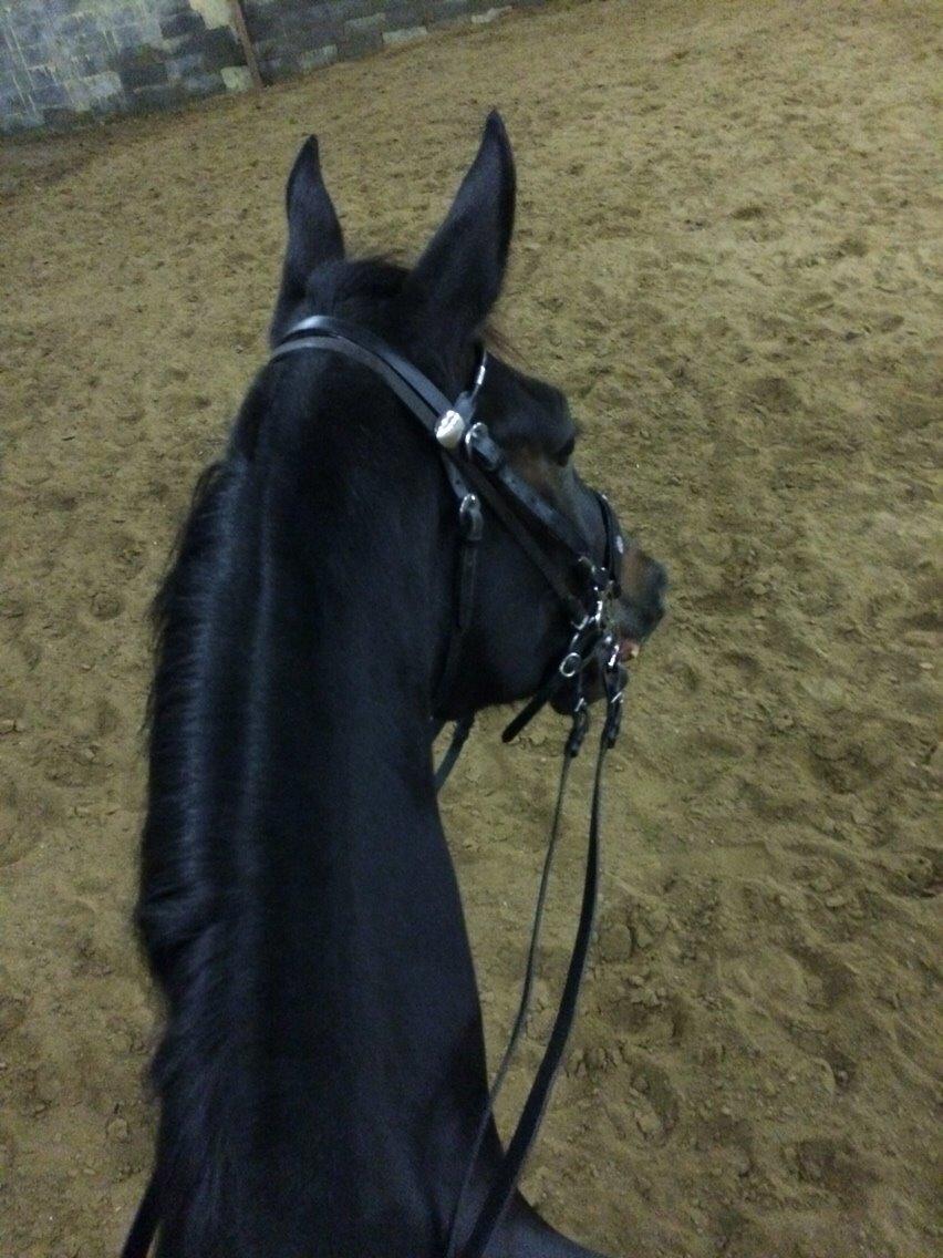 Traver Alica Gold  billede 33