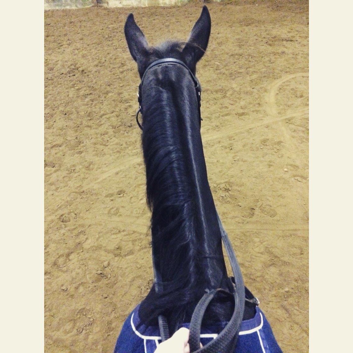 Traver Alica Gold  billede 34