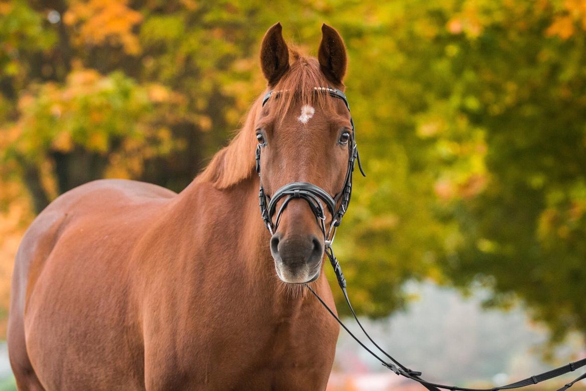 Anden særlig race Starlight - Smukke Starlight på en november dag - foto Cecilie Graversen billede 2