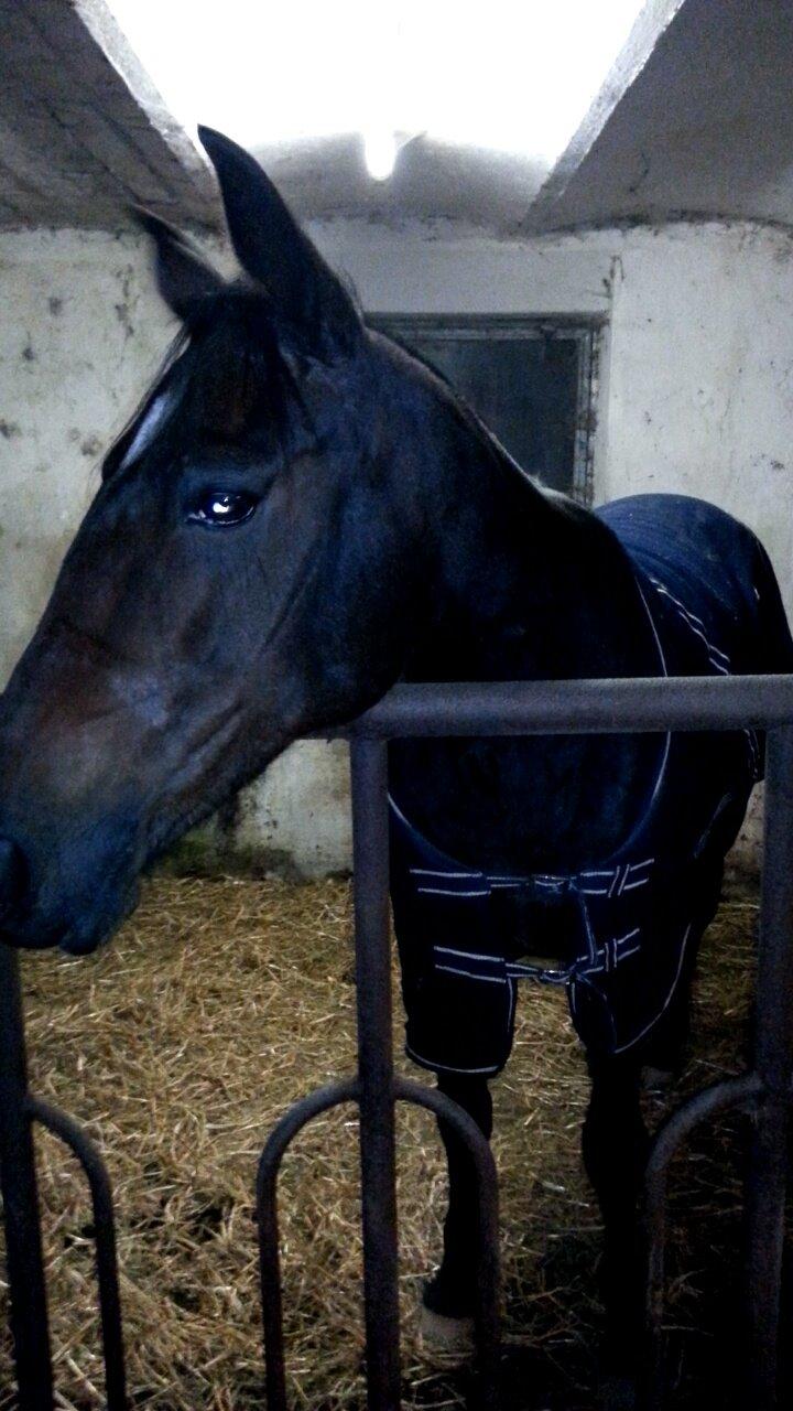 Traver Meranda Act billede 14